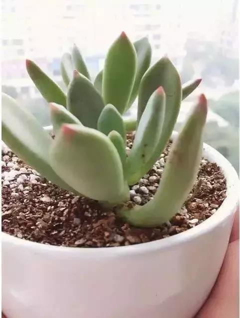 270种常见多肉图谱,270种常见多肉盆景