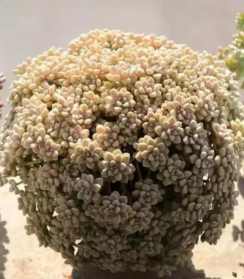 270种常见多肉图谱,270种常见多肉盆景