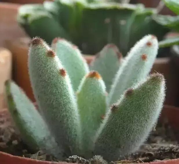 270种常见多肉图谱,270种常见多肉盆景