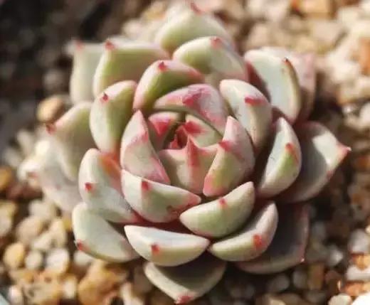 270种常见多肉图谱,270种常见多肉盆景