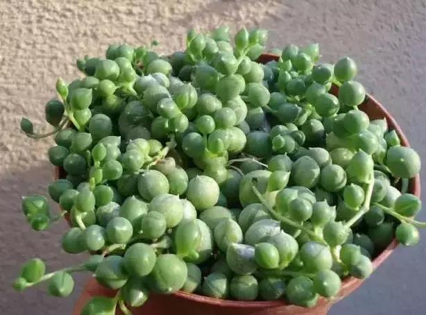 270种常见多肉图谱,270种常见多肉盆景