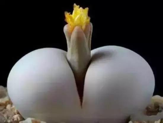 270种常见多肉图谱,270种常见多肉盆景