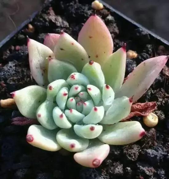 270种常见多肉图谱,270种常见多肉盆景