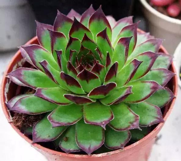 270种常见多肉图谱,270种常见多肉盆景