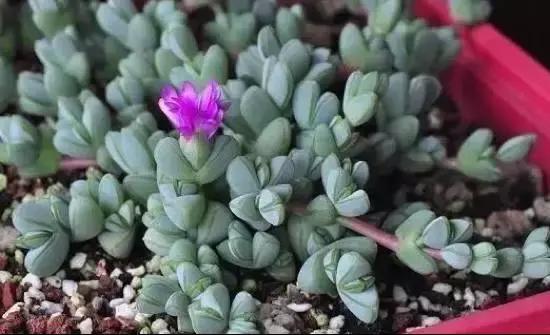 270种常见多肉图谱,270种常见多肉盆景