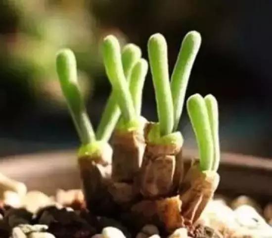 270种常见多肉图谱,270种常见多肉盆景