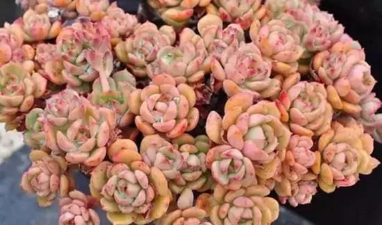 270种常见多肉图谱,270种常见多肉盆景