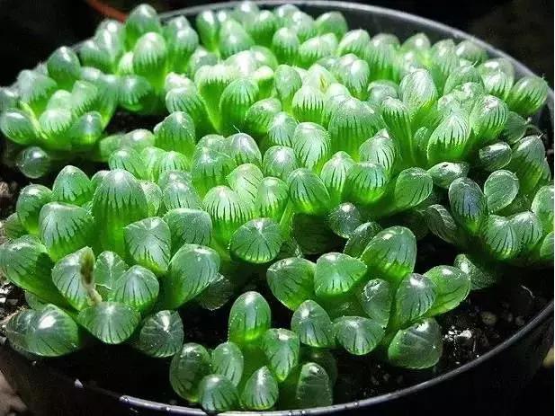 270种常见多肉图谱,270种常见多肉盆景