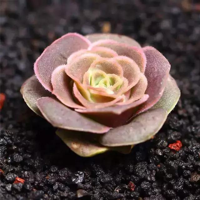 270种常见多肉图谱,270种常见多肉盆景