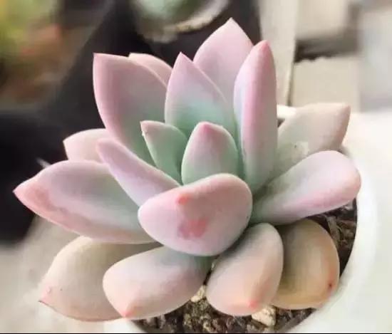 270种常见多肉图谱,270种常见多肉盆景