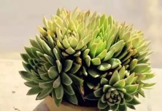 270种常见多肉图谱,270种常见多肉盆景