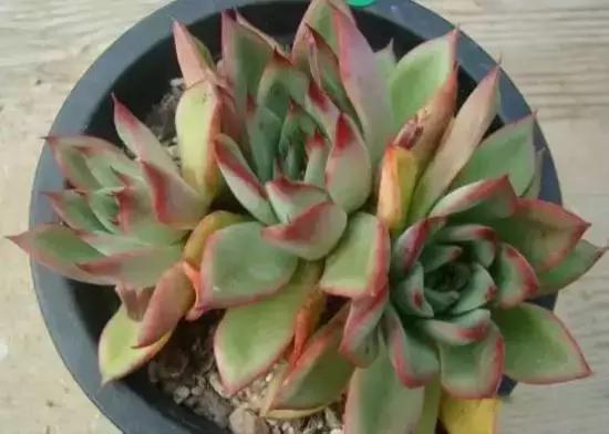 270种常见多肉图谱,270种常见多肉盆景