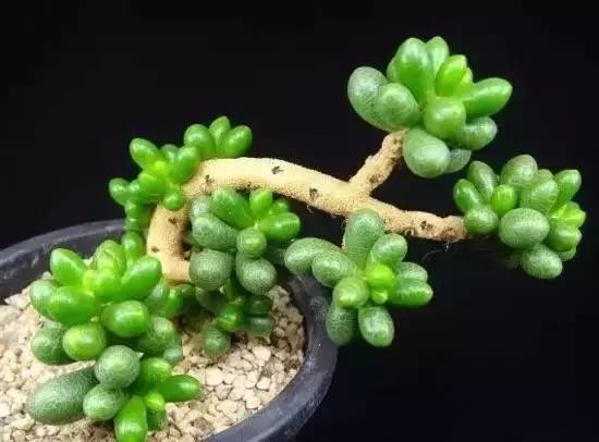 270种常见多肉图谱,270种常见多肉盆景