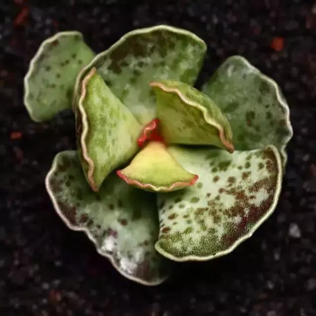 270种常见多肉图谱,270种常见多肉盆景