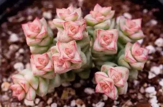 270种常见多肉图谱,270种常见多肉盆景