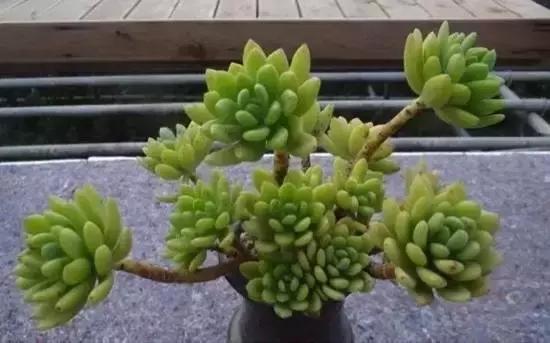 270种常见多肉图谱,270种常见多肉盆景