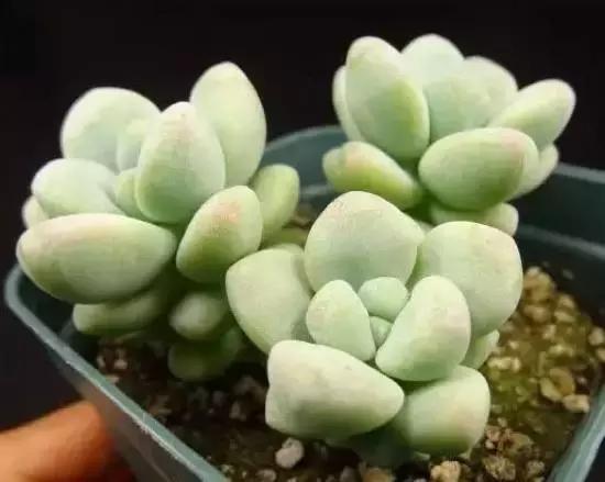 270种常见多肉图谱,270种常见多肉盆景