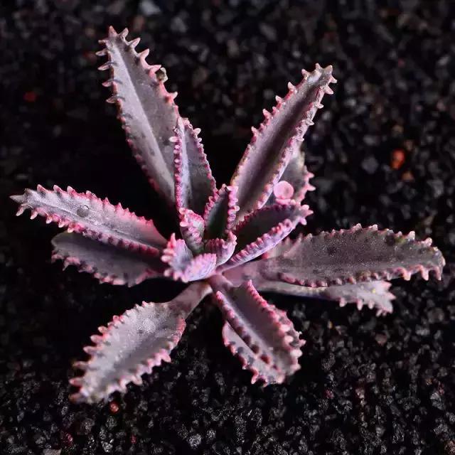 270种常见多肉图谱,270种常见多肉盆景