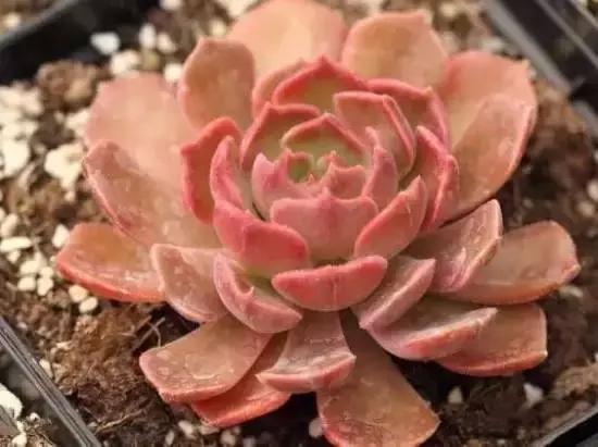 270种常见多肉图谱,270种常见多肉盆景