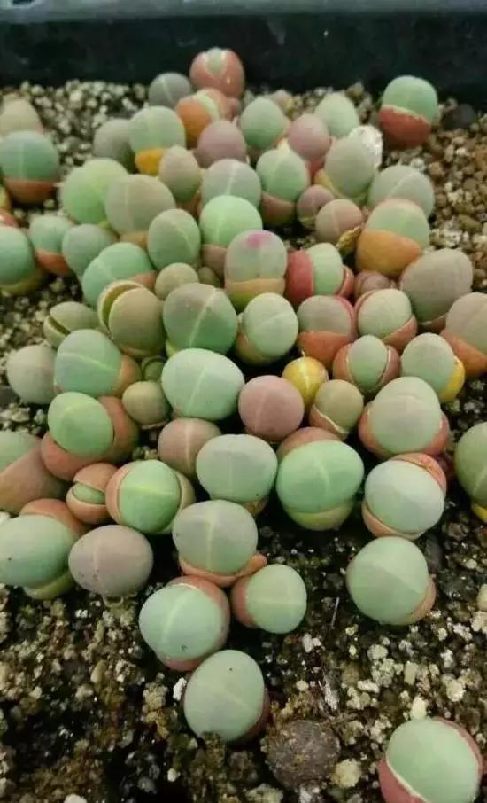 270种常见多肉图谱,270种常见多肉盆景