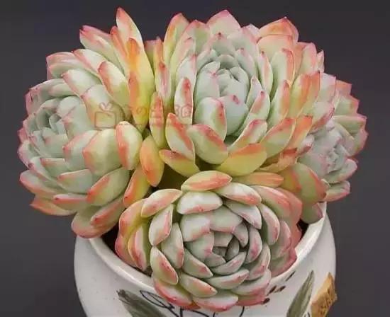 270种常见多肉图谱,270种常见多肉盆景