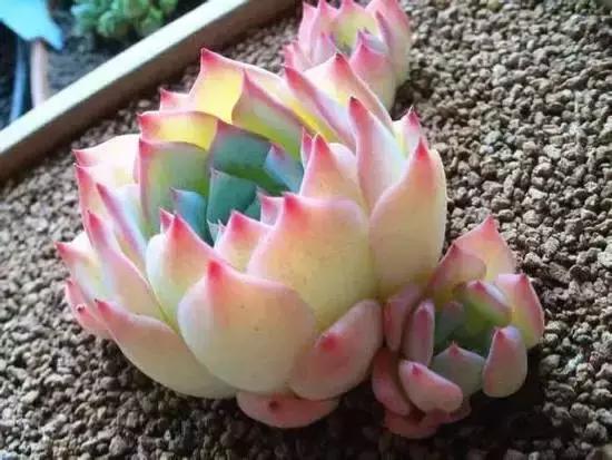 270种常见多肉图谱,270种常见多肉盆景