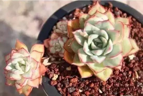 270种常见多肉图谱,270种常见多肉盆景