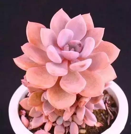 270种常见多肉图谱,270种常见多肉盆景