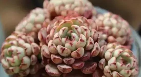 270种常见多肉图谱,270种常见多肉盆景