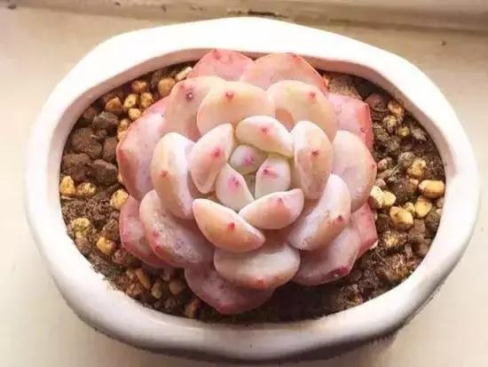 270种常见多肉图谱,270种常见多肉盆景