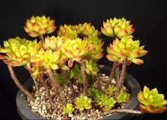 270种常见多肉图谱,270种常见多肉盆景