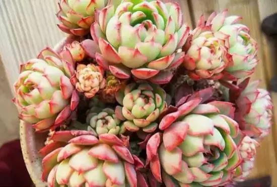 270种常见多肉图谱,270种常见多肉盆景