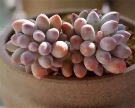 270种常见多肉图谱,270种常见多肉盆景