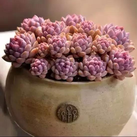 270种常见多肉图谱,270种常见多肉盆景