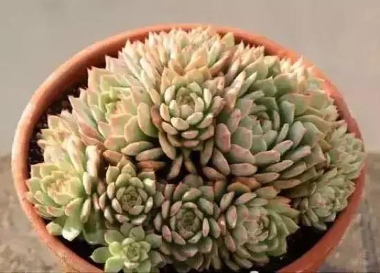 270种常见多肉图谱,270种常见多肉盆景