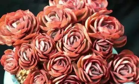 270种常见多肉图谱,270种常见多肉盆景