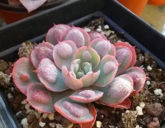 270种常见多肉图谱,270种常见多肉盆景