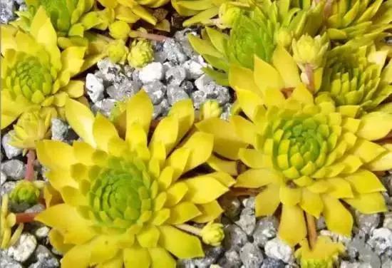 270种常见多肉图谱,270种常见多肉盆景