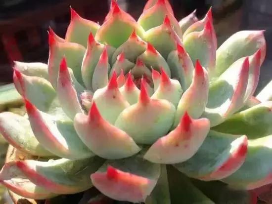 270种常见多肉图谱,270种常见多肉盆景