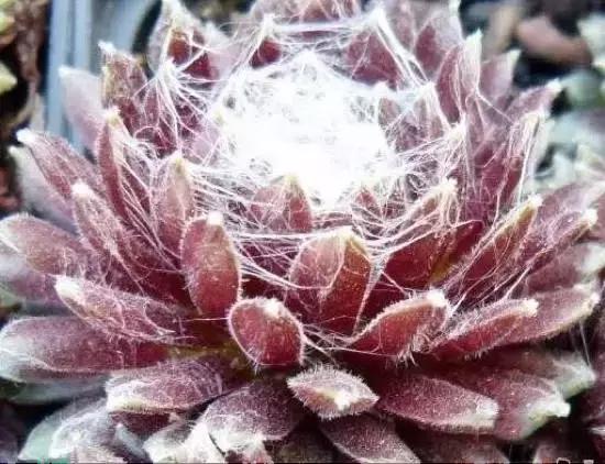 270种常见多肉图谱,270种常见多肉盆景