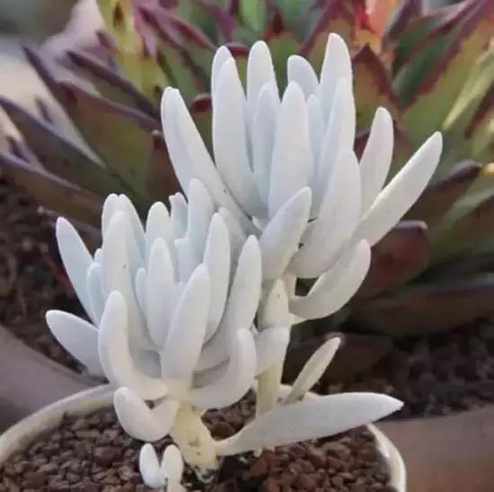 270种常见多肉图谱,270种常见多肉盆景