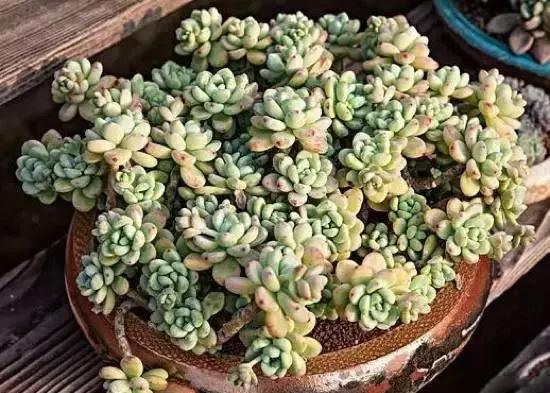 270种常见多肉图谱,270种常见多肉盆景