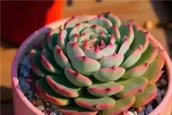 270种常见多肉图谱,270种常见多肉盆景