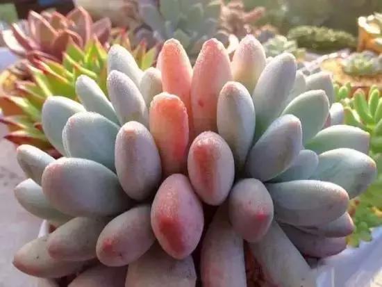 270种常见多肉图谱,270种常见多肉盆景