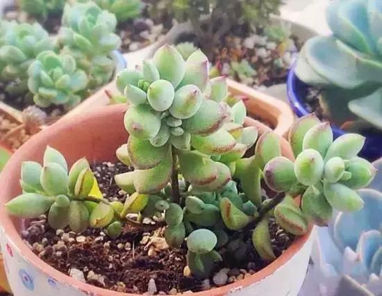 270种常见多肉图谱,270种常见多肉盆景