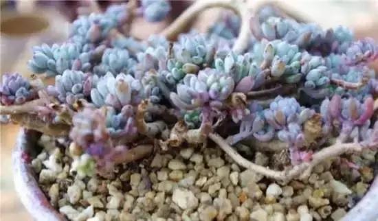 270种常见多肉图谱,270种常见多肉盆景