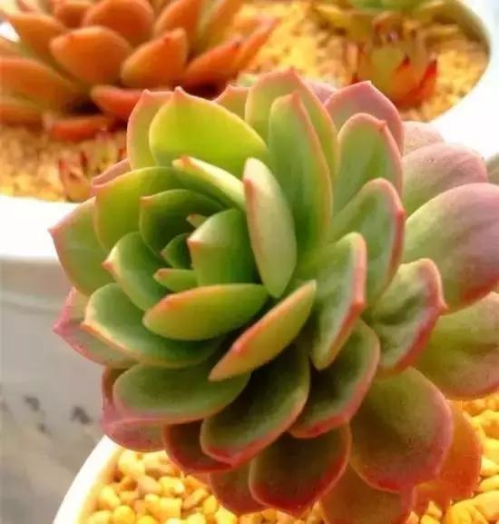 270种常见多肉图谱,270种常见多肉盆景