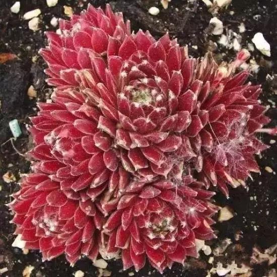 270种常见多肉图谱,270种常见多肉盆景