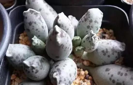 270种常见多肉图谱,270种常见多肉盆景