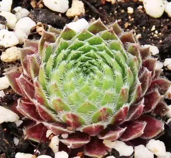 270种常见多肉图谱,270种常见多肉盆景